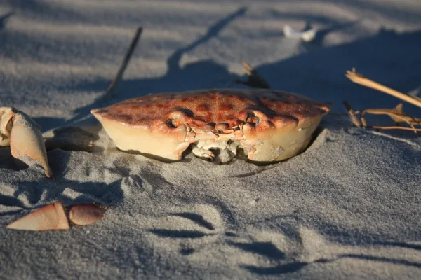 $1,669,000 | 566 Yucca Avenue, Murrells Inlet, SC 29576