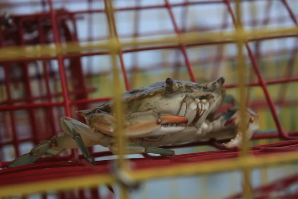 $1,669,000 | 566 Yucca Avenue, Murrells Inlet, SC 29576