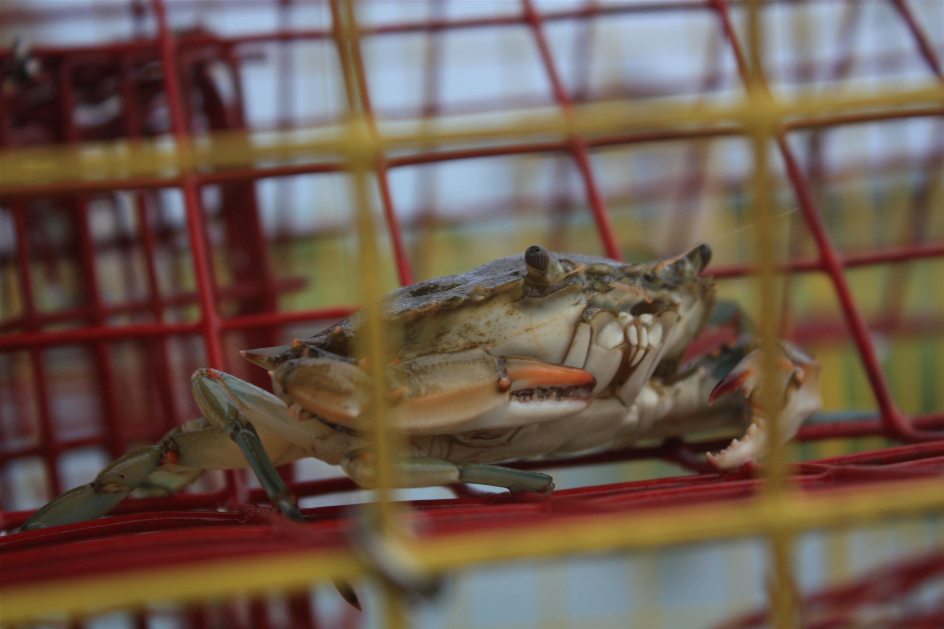 566 Yucca Avenue Murrells Inlet, SC 29576 - Photo 46 of 47