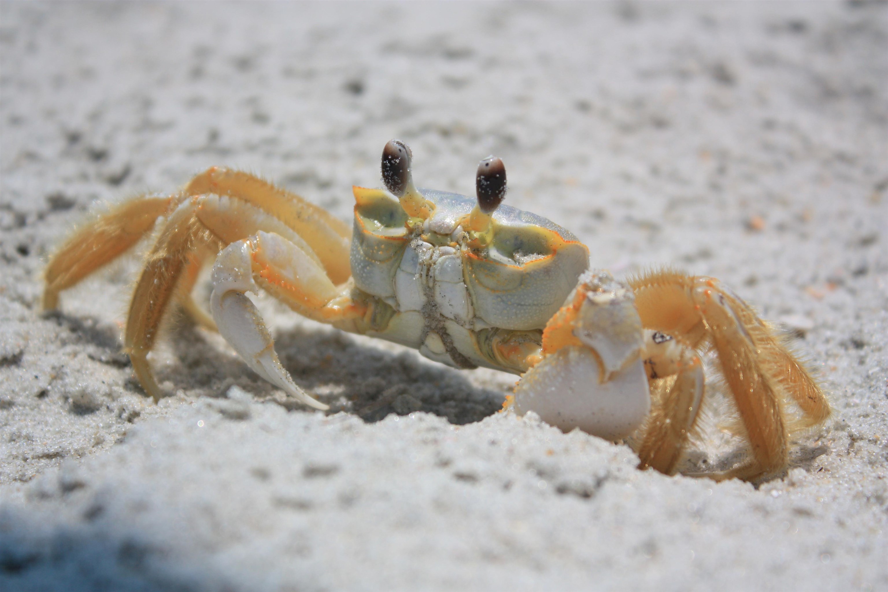 566 Yucca Avenue Murrells Inlet, SC 29576 - Photo 8 of 47