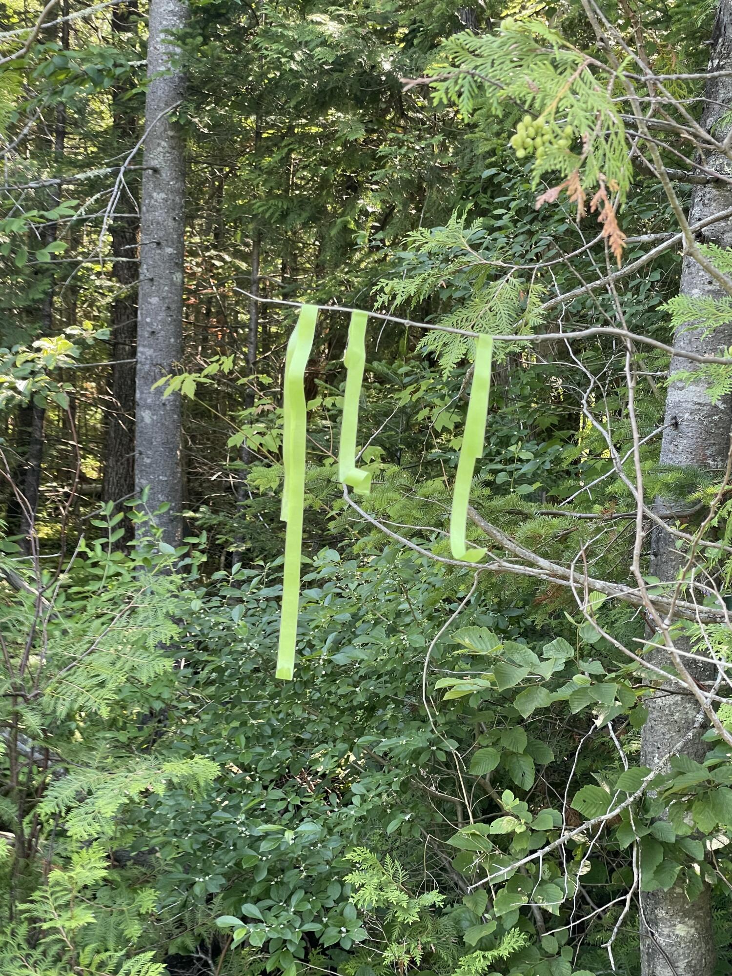 Lot 15-15 Brann Road Levant, ME 04456 - Photo 2 of 5 Approx Left Side Market