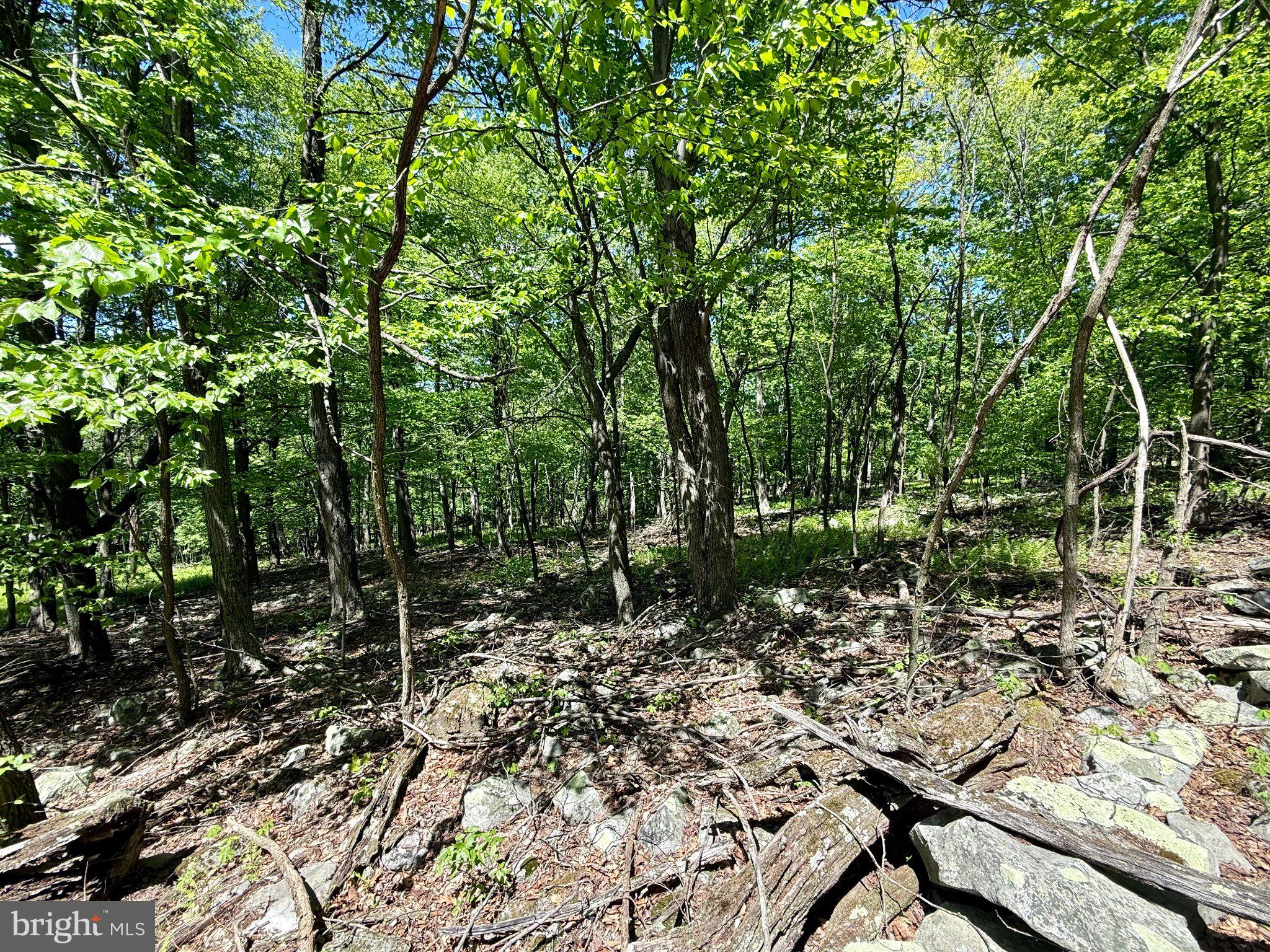 115 River Ridge Yellow Spring, WV 26865 - Photo 25 of 25 Serene woodland retreat awaits you.