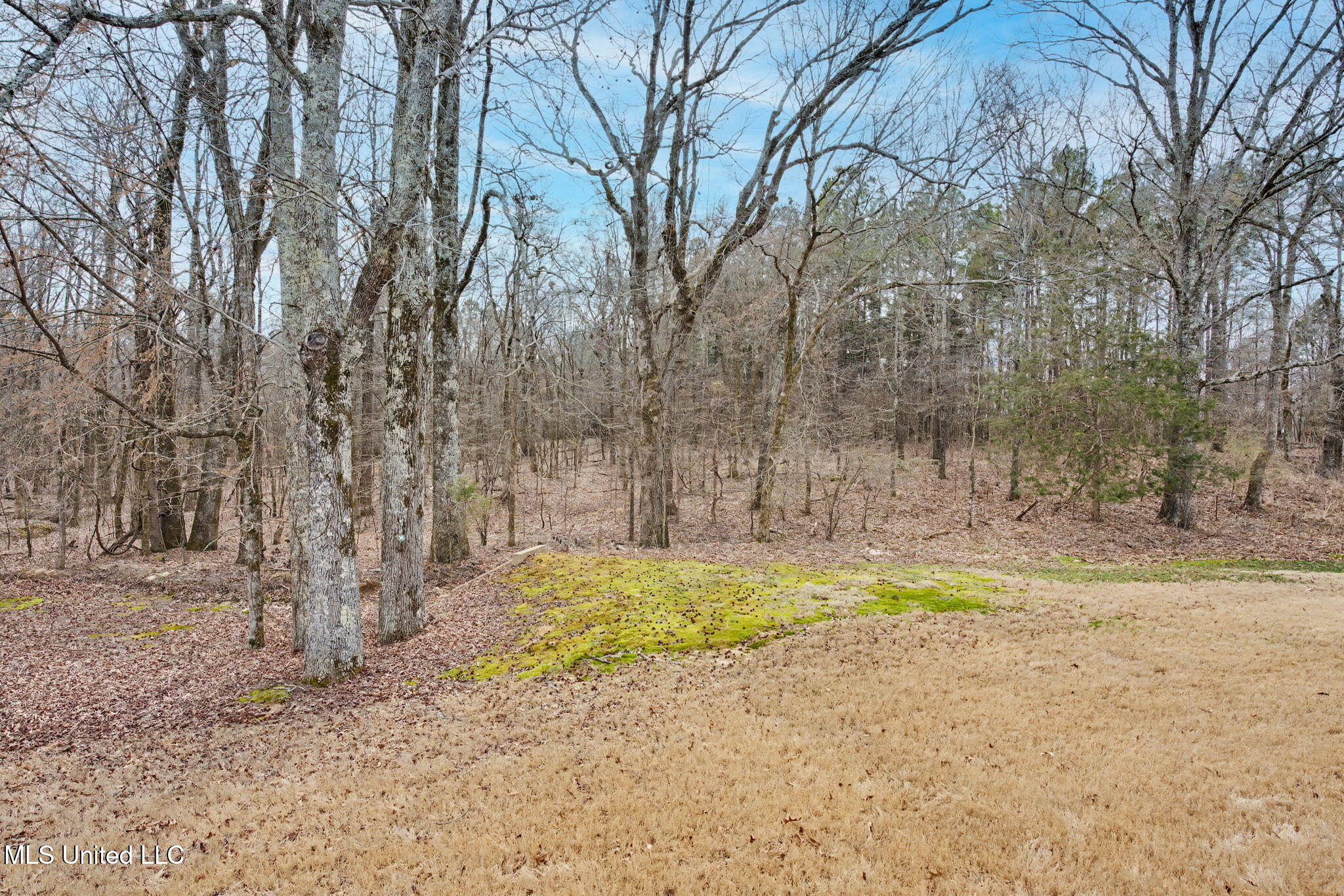 14185 Chapel Ridge Trail Olive Branch, MS 38654 - Photo 38 of 42 Back Yard View