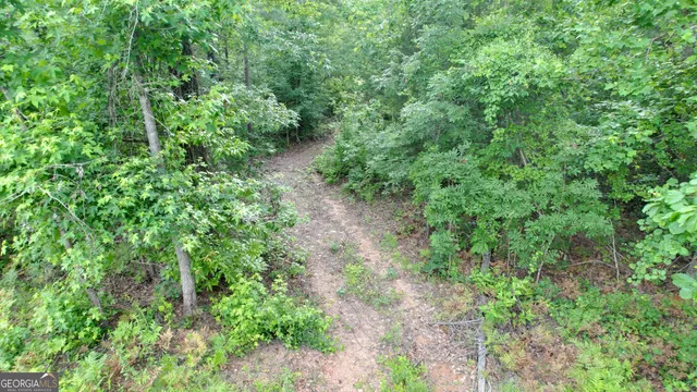 a view of a lush green forest with lawn chairs and plants