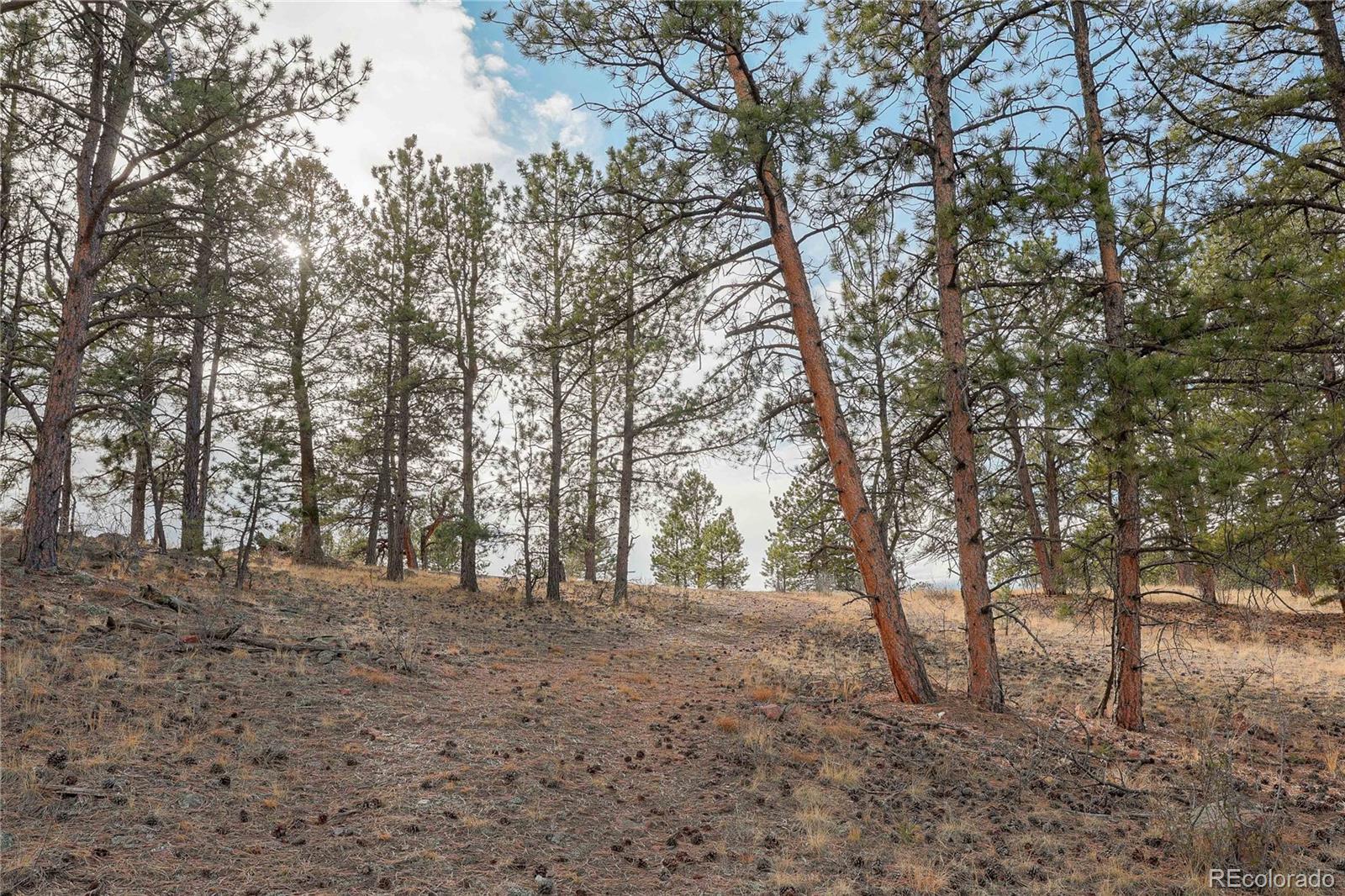 0 Twinkle Road Guffey, CO 80820 - Photo 13 of 24 a view of outdoor space and trees