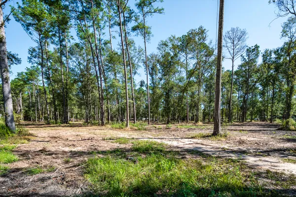 a view of outdoor space with trees