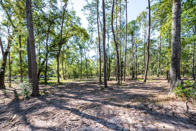 a view of a tree in the middle of a yard