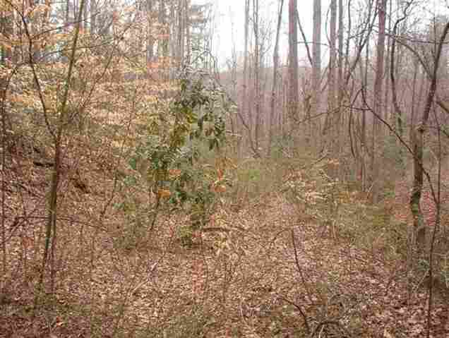 Lot C Fish Pynes Road Pansey, AL 36370 - Photo 4 of 5