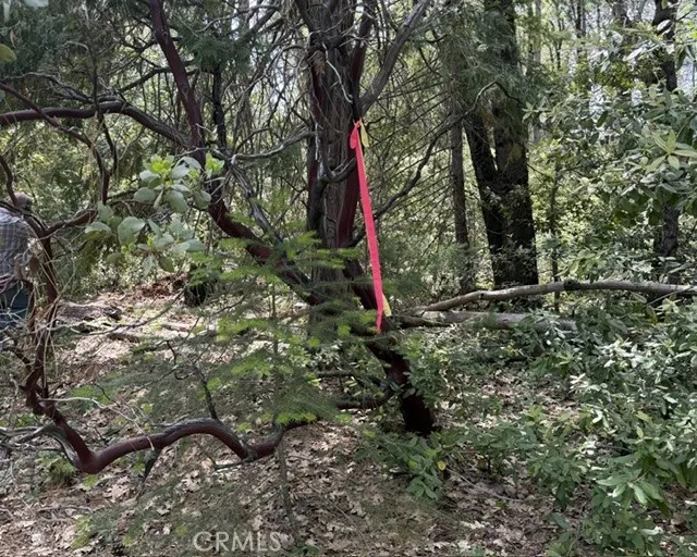 0 Platt Mountain Road Magalia, CA 95954 - Photo 6 of 6 a flag is sitting in the middle of a forest
