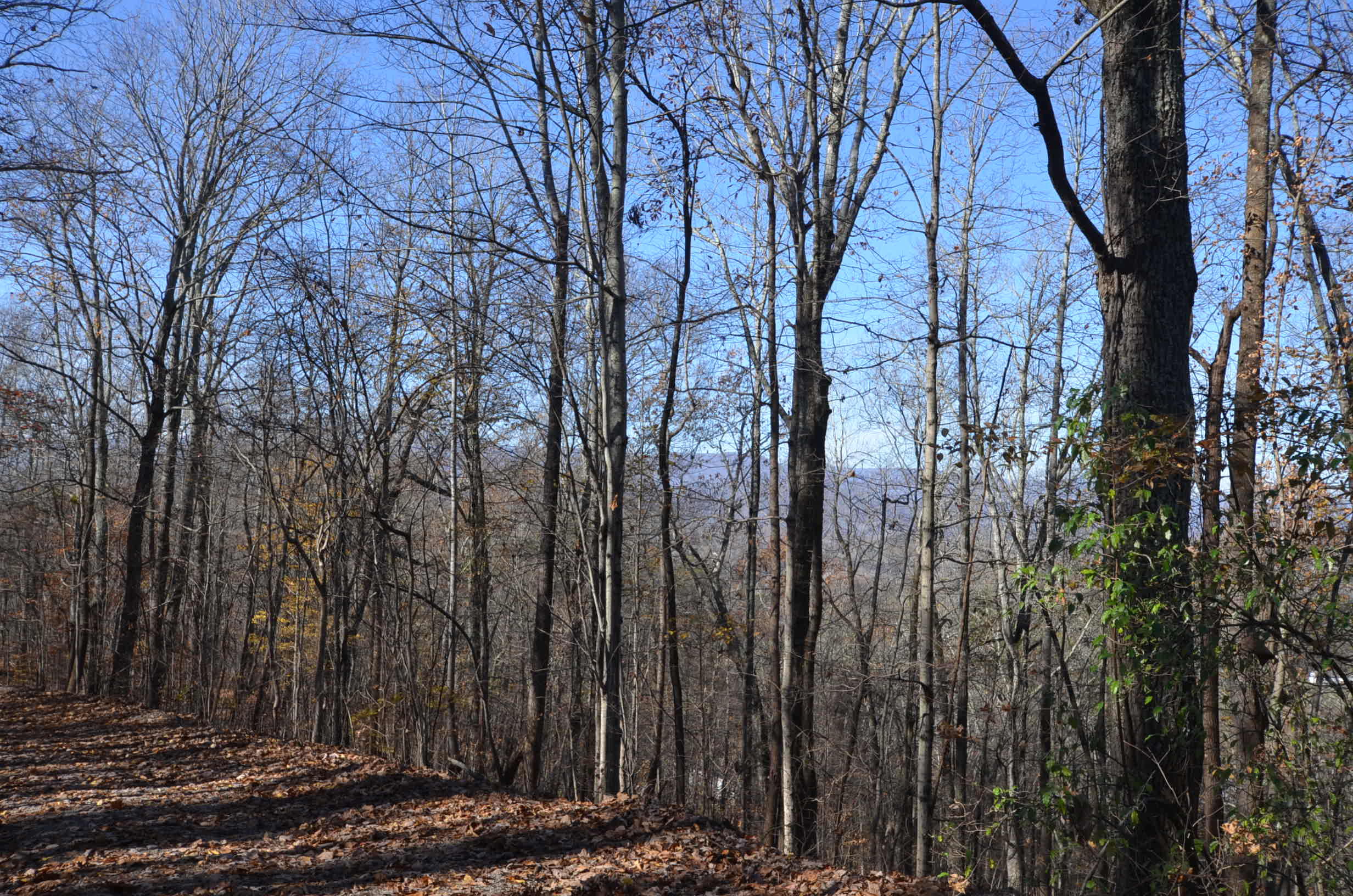 577 Peach Orchard Road Andersonville, TN 37705 - Photo 37 of 37 Mtns_Driveway View