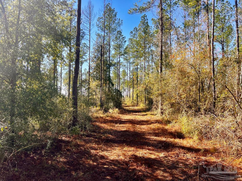 Lot 4 Denali Road Jay, FL 32565 - Photo 12 of 29