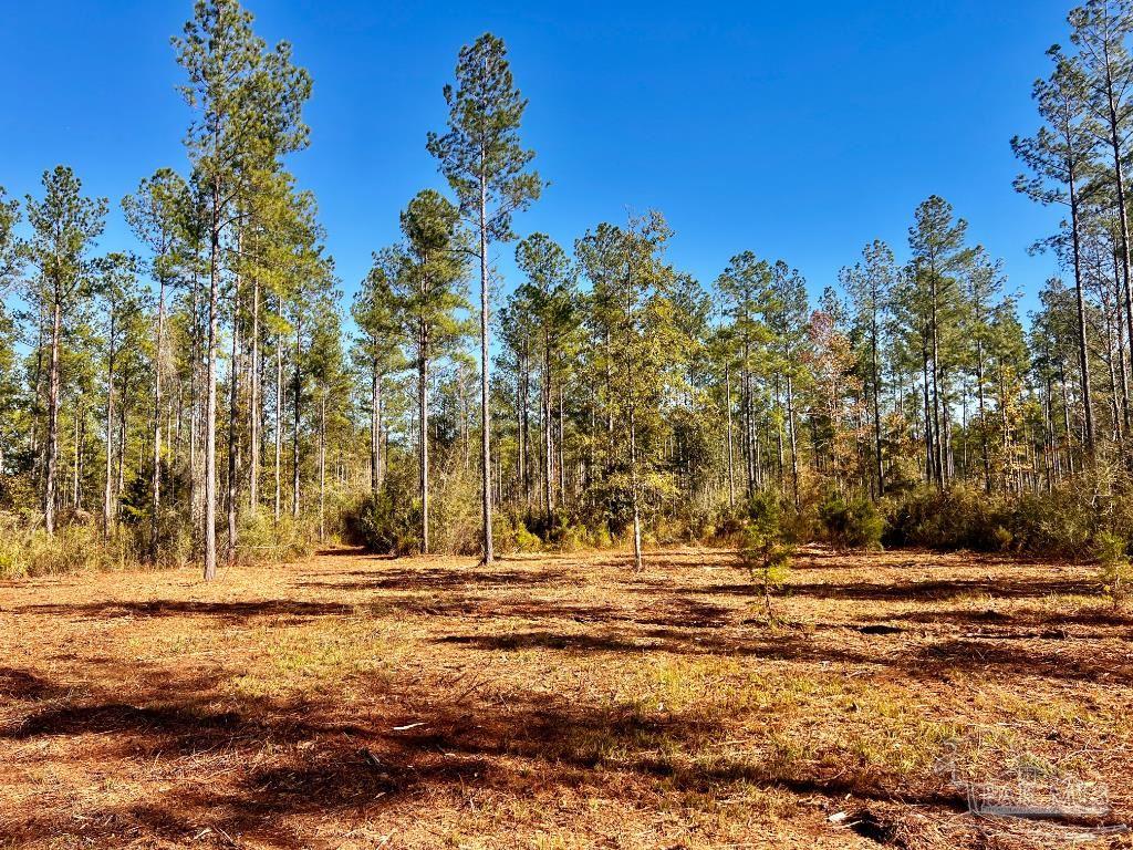Lot 4 Denali Road Jay, FL 32565 - Photo 2 of 29