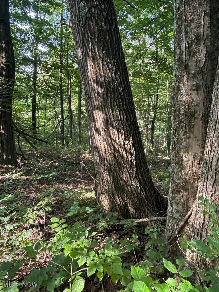 Everly Road Sarahsville, OH 43779 - Photo 9 of 20 View of wooded area