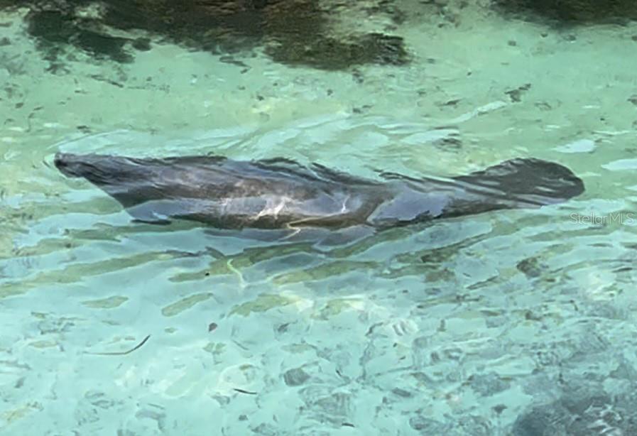 6499 Nebula Street Weeki Wachee, FL 34613 - Photo 53 of 54