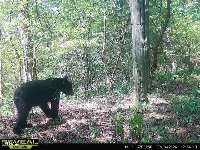 1300 Fish Hatchery Road Mohawk, TN 37810 - Photo 11 of 96 865814042