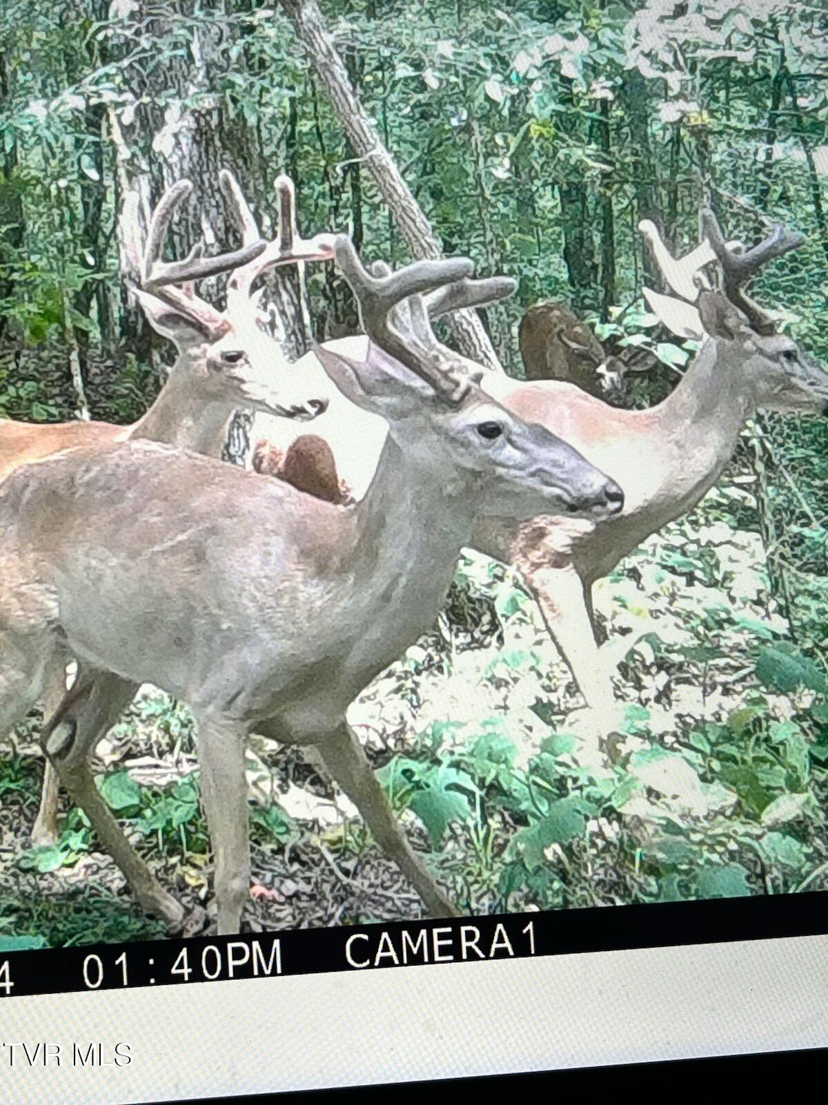 1300 Fish Hatchery Road Mohawk, TN 37810 - Photo 10 of 96 IMG_3919