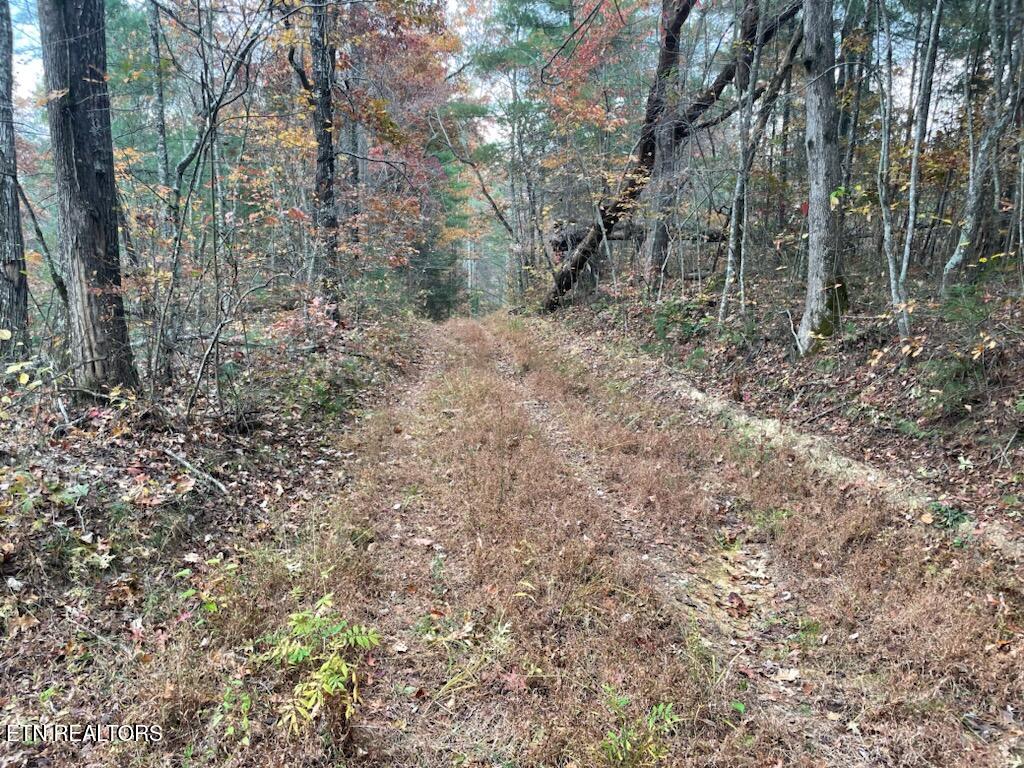 Gunter Place Sunbright, TN 37872 - Photo 2 of 10 1000003381