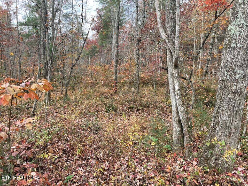 Gunter Place Sunbright, TN 37872 - Photo 5 of 10 1000003382