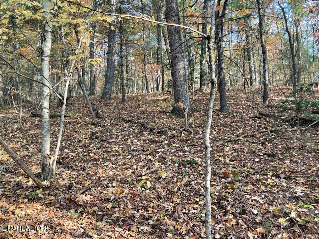 Gunter Place Sunbright, TN 37872 - Photo 6 of 10 1000003387