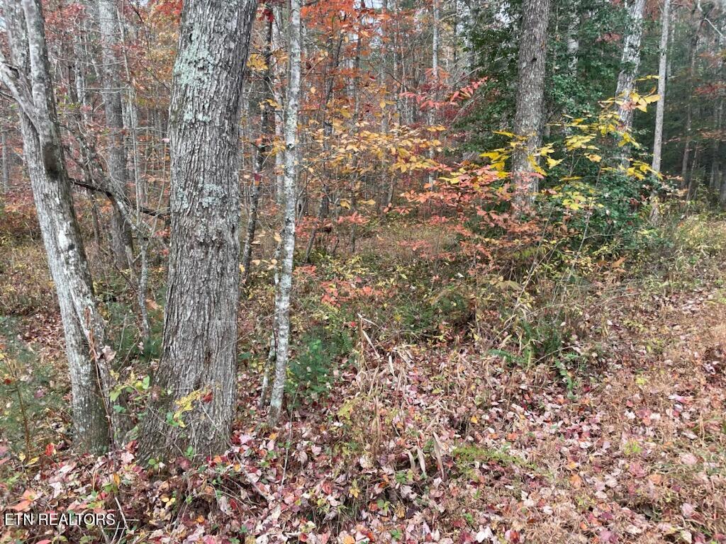 Gunter Place Sunbright, TN 37872 - Photo 8 of 10 1000003384