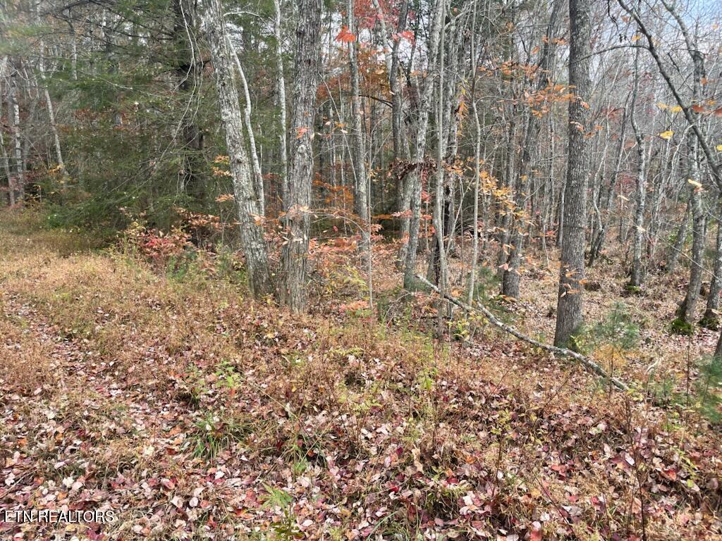 Gunter Place Sunbright, TN 37872 - Photo 9 of 10 1000003385