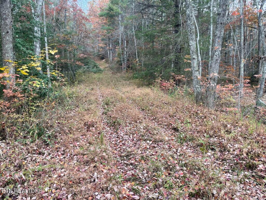 Gunter Place Sunbright, TN 37872 - Photo 10 of 10 1000003386