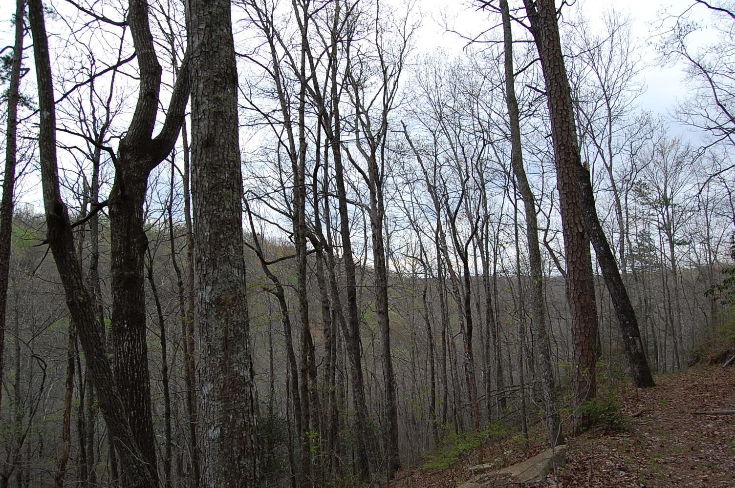 12 Flat Mountain Road Dunlap, TN 37327 - Photo 17 of 25 Gallery Image 17