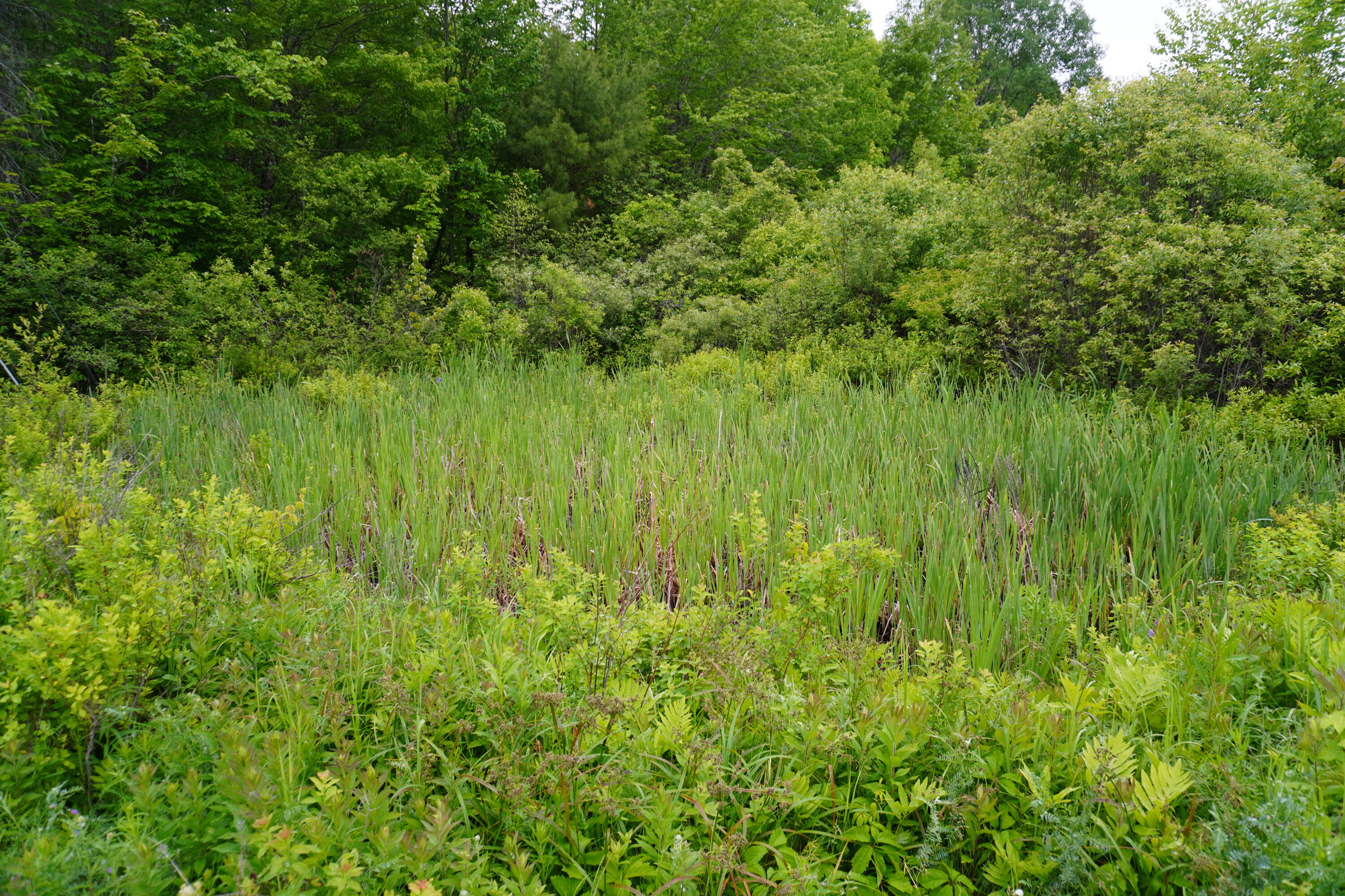 Lot 19 Old Codyville Road Lambert Lake, ME 04454 - Photo 6 of 17 Land
