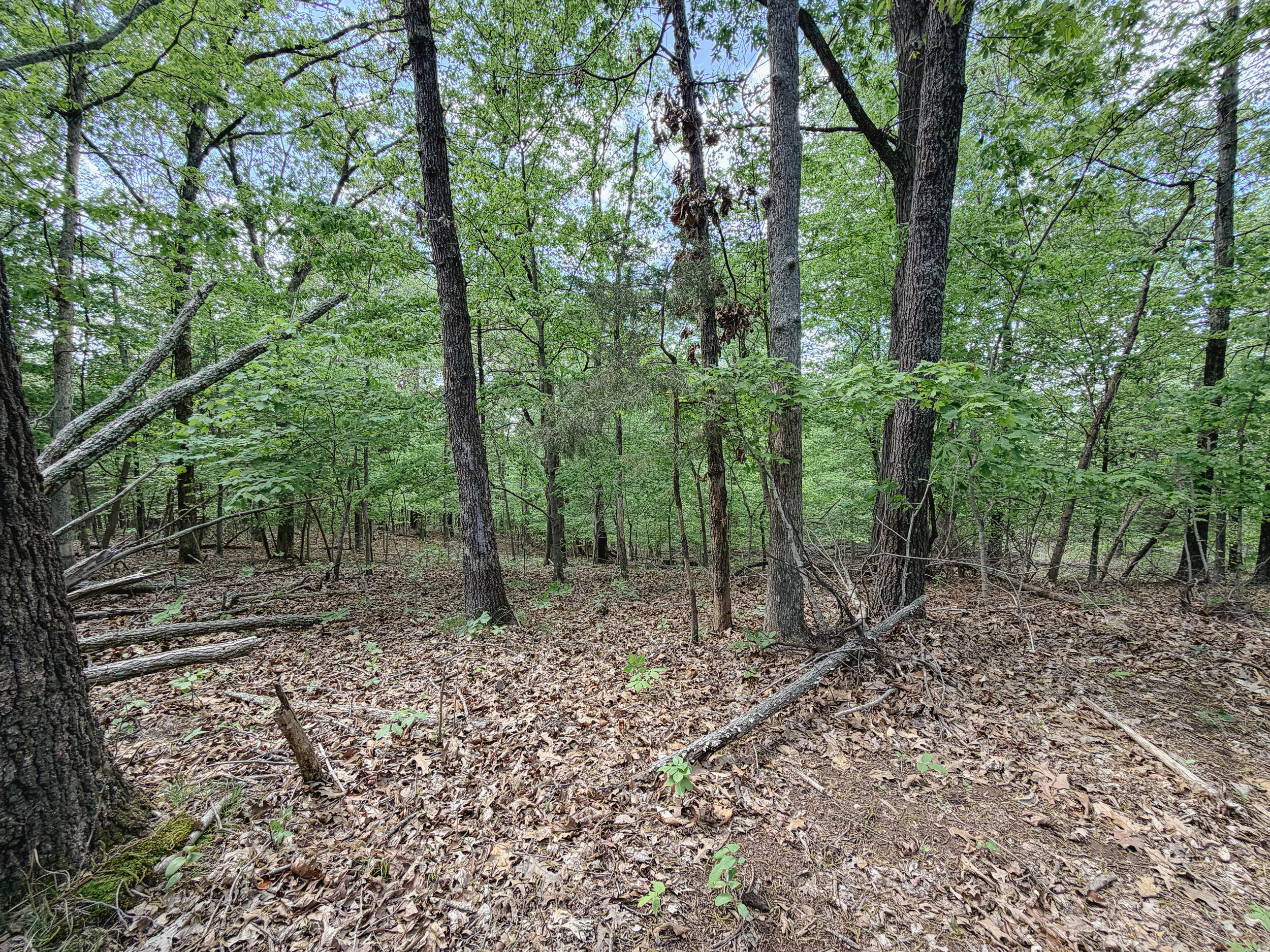 406 Lakewood Road, Unit TRACT 3 Princeton, KY 42445 - Photo 6 of 21 20260419-IMG_1839