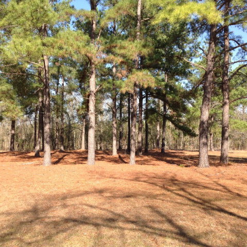 862 Hancock Landing Road Waynesboro, GA 30830 - Photo 4 of 9