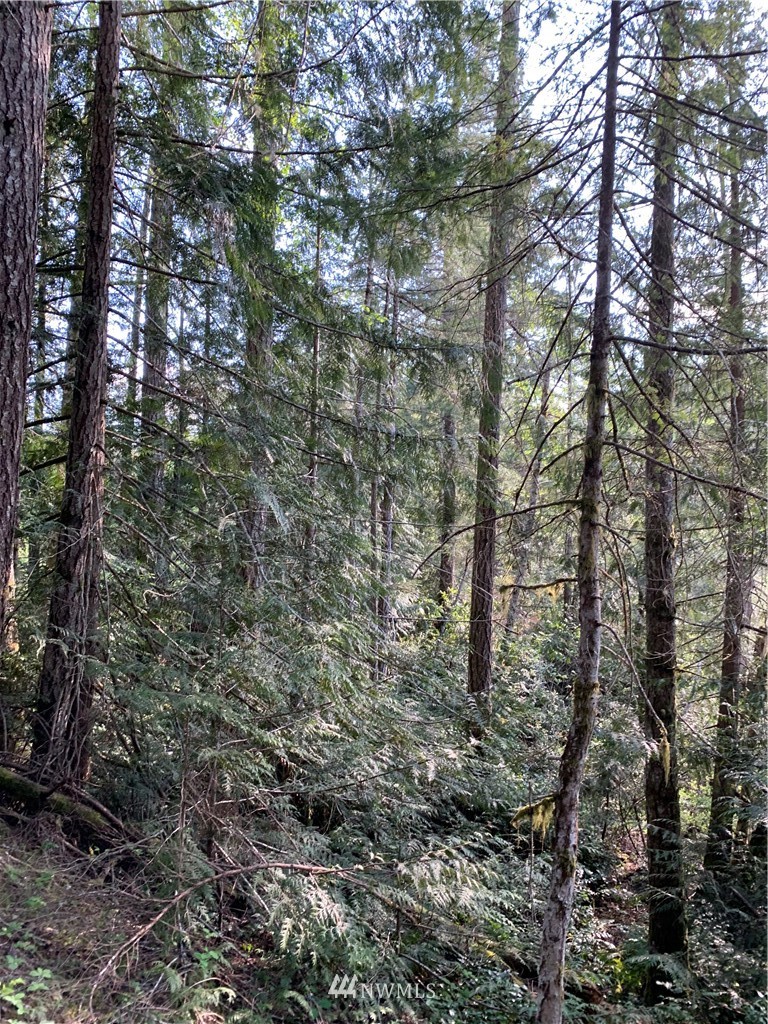 448 Lewis Road West Seabeck, WA 98380 - Photo 12 of 18 Gallery Image 12