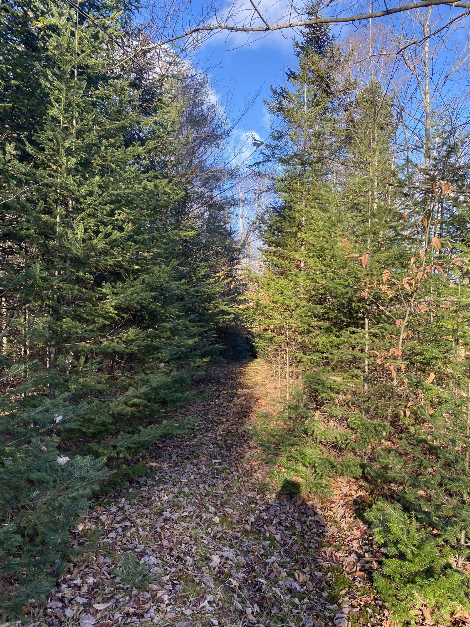 Lot 023 Pleasant Ridge Road Dexter, ME 04930 - Photo 5 of 7 IMG_8529