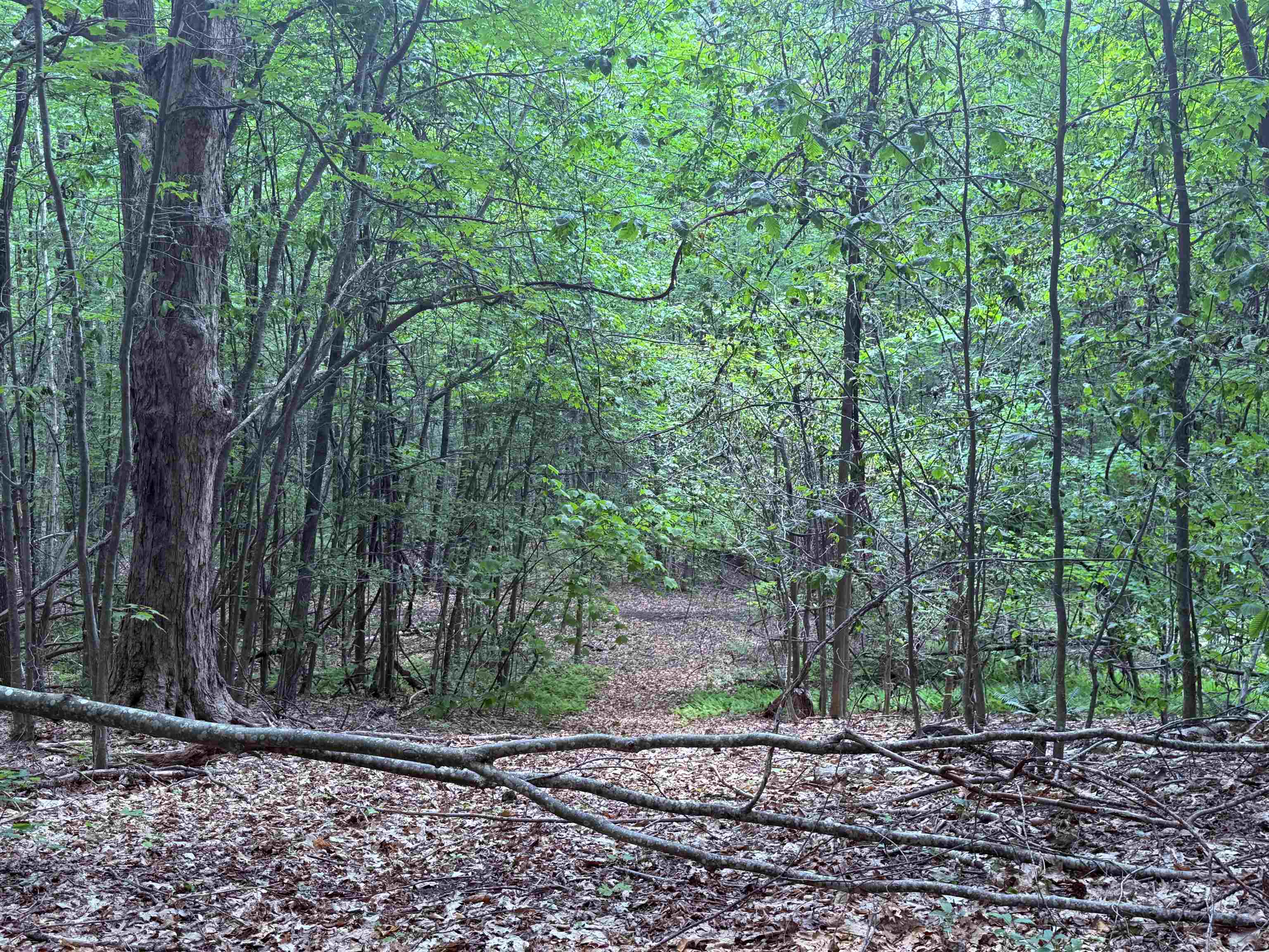 251 Phillips Hill Road Halifax, VT 05342 - Photo 11 of 30