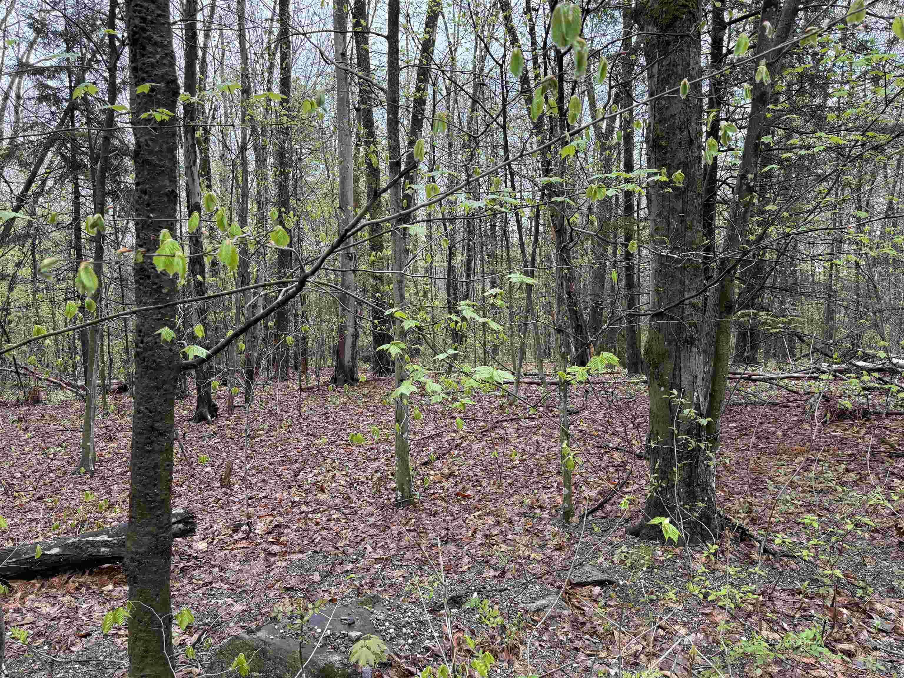 251 Phillips Hill Road Halifax, VT 05342 - Photo 12 of 30