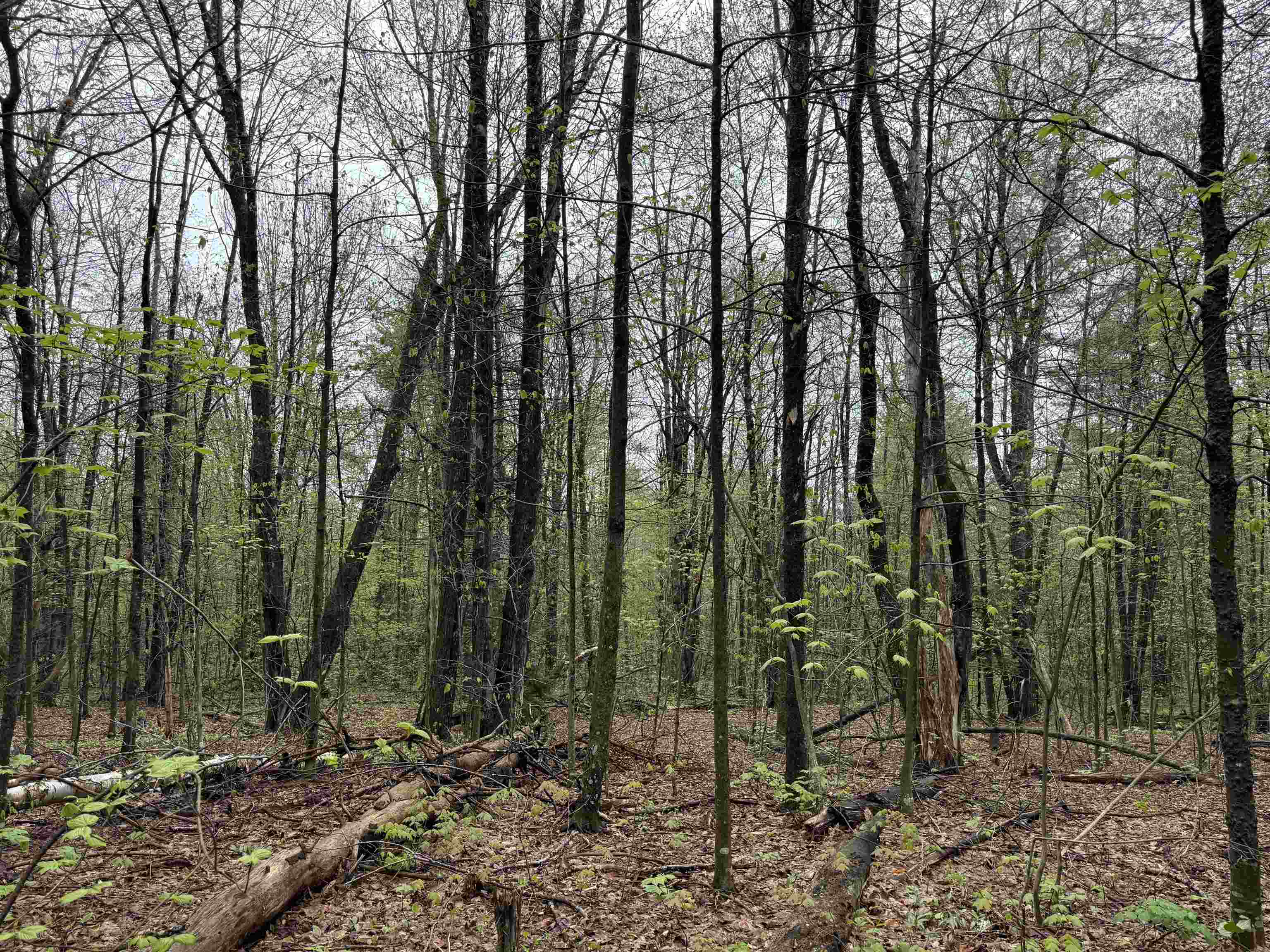 251 Phillips Hill Road Halifax, VT 05342 - Photo 13 of 30