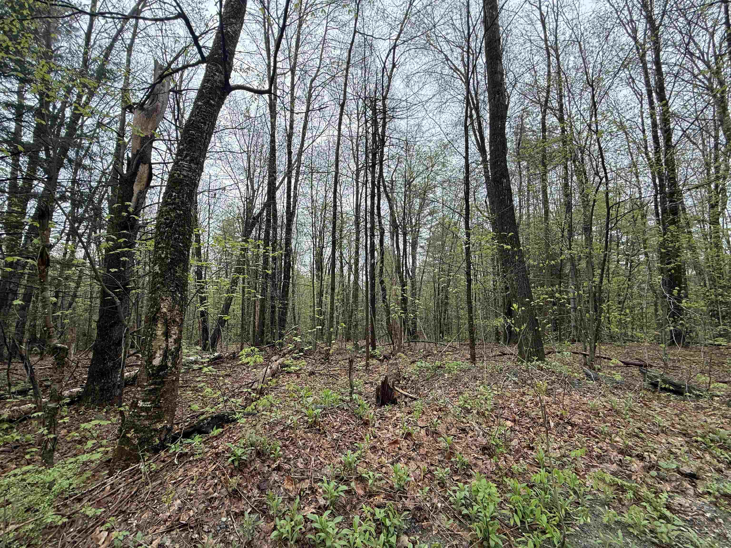 251 Phillips Hill Road Halifax, VT 05342 - Photo 16 of 30