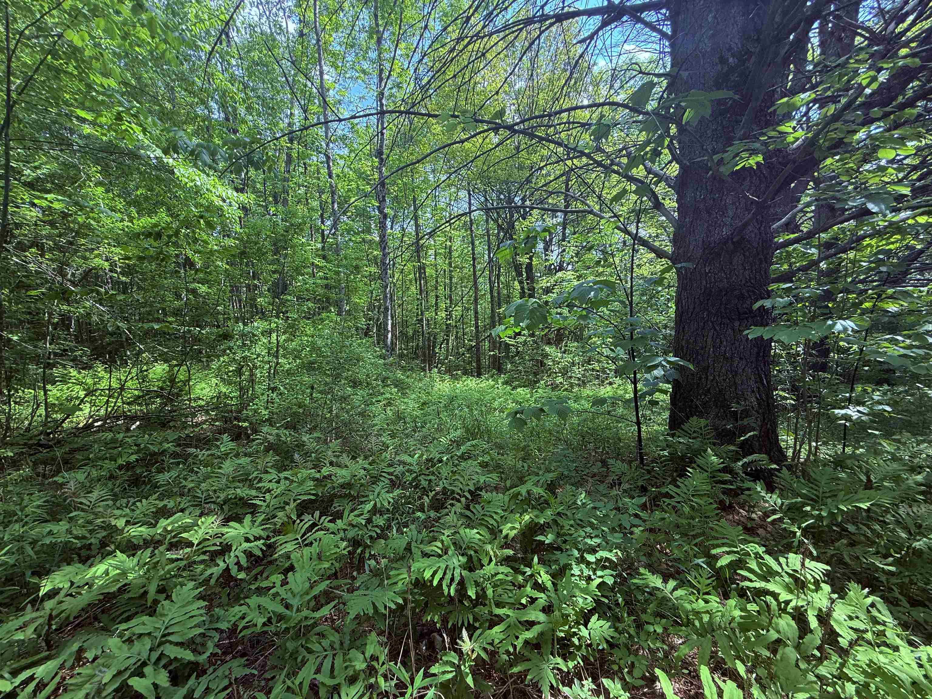 251 Phillips Hill Road Halifax, VT 05342 - Photo 21 of 30