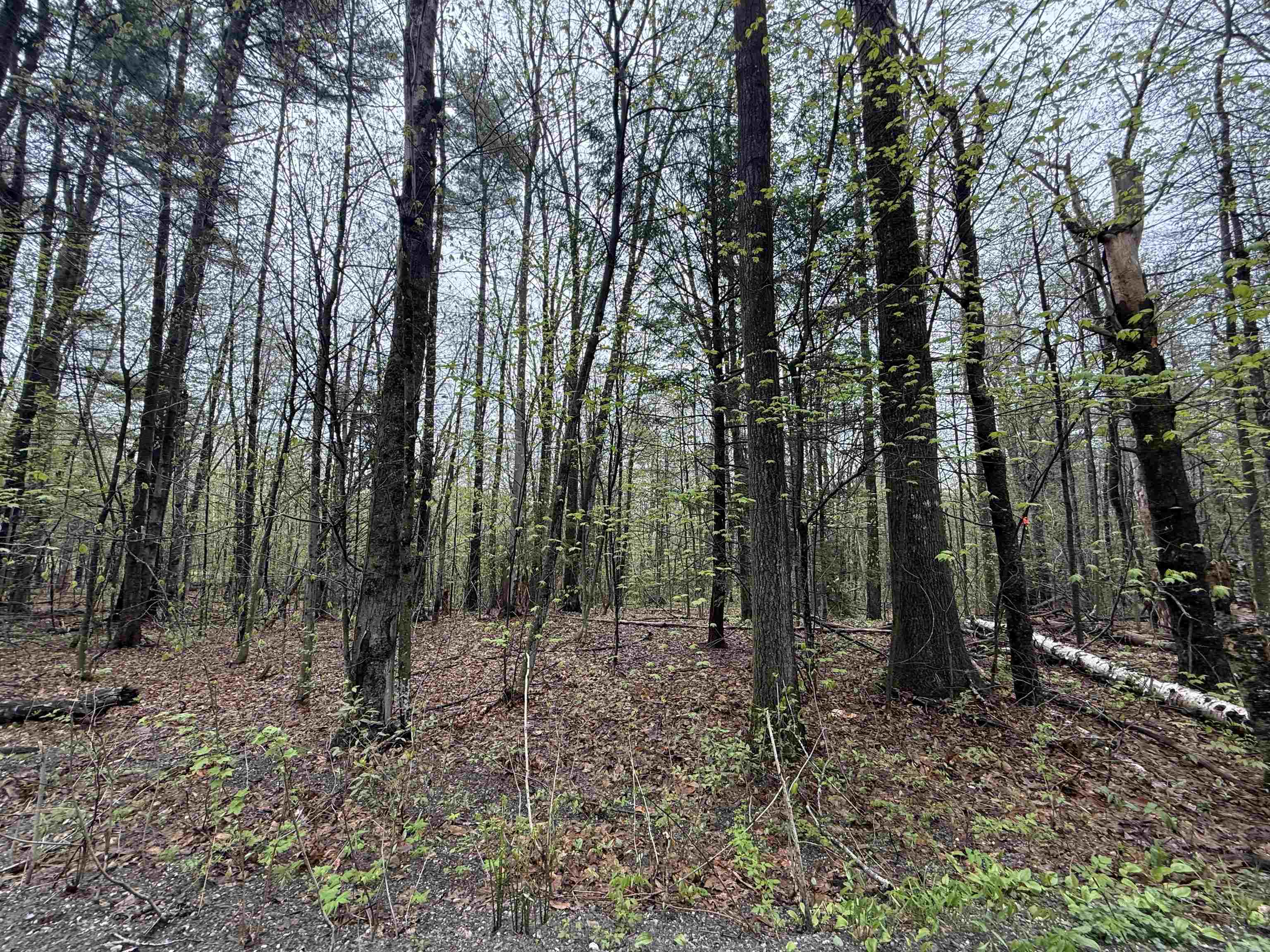 251 Phillips Hill Road Halifax, VT 05342 - Photo 24 of 30