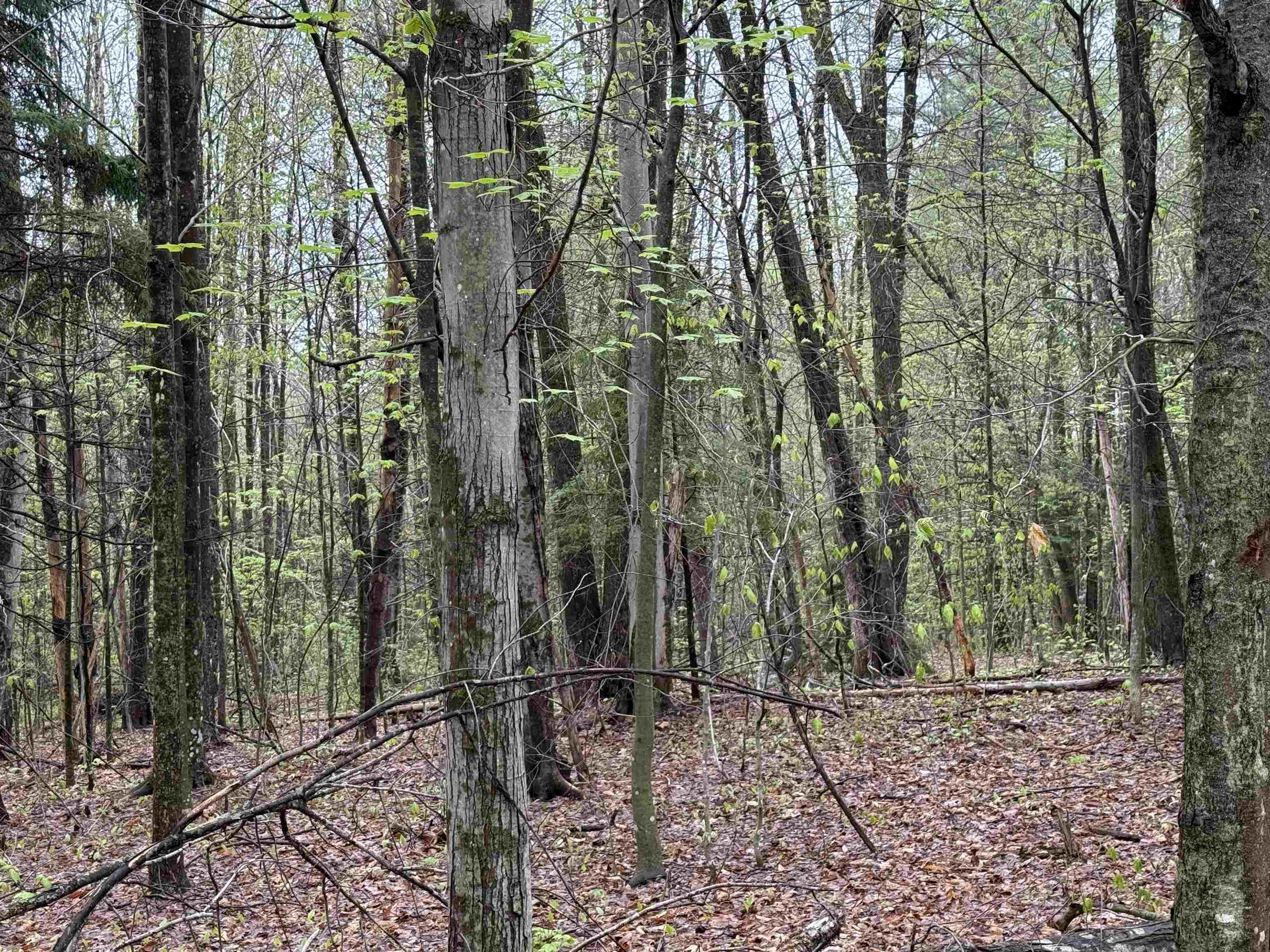 251 Phillips Hill Road Halifax, VT 05342 - Photo 25 of 30