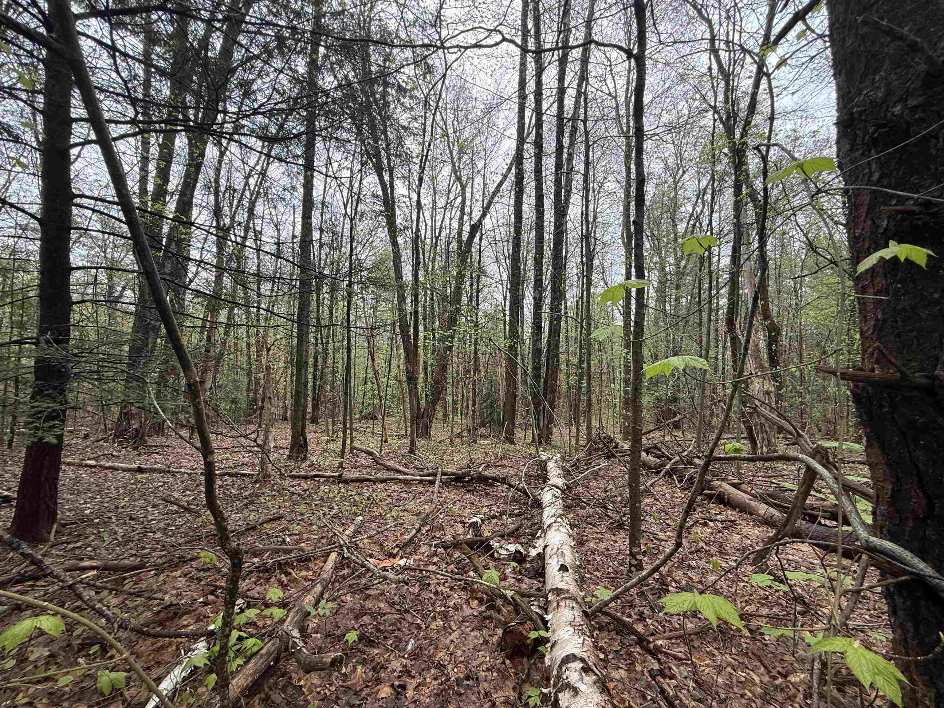 251 Phillips Hill Road Halifax, VT 05342 - Photo 6 of 30