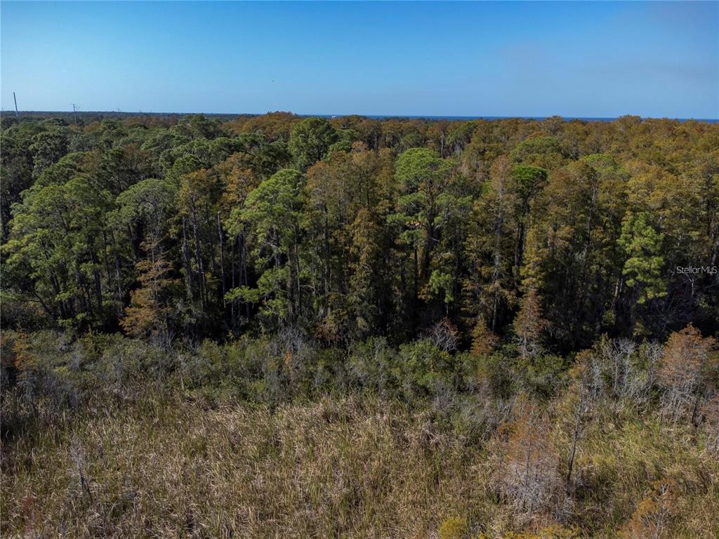No Address Assigned Holiday, FL 34691 - Photo 5 of 6 a view of a forest with a forest