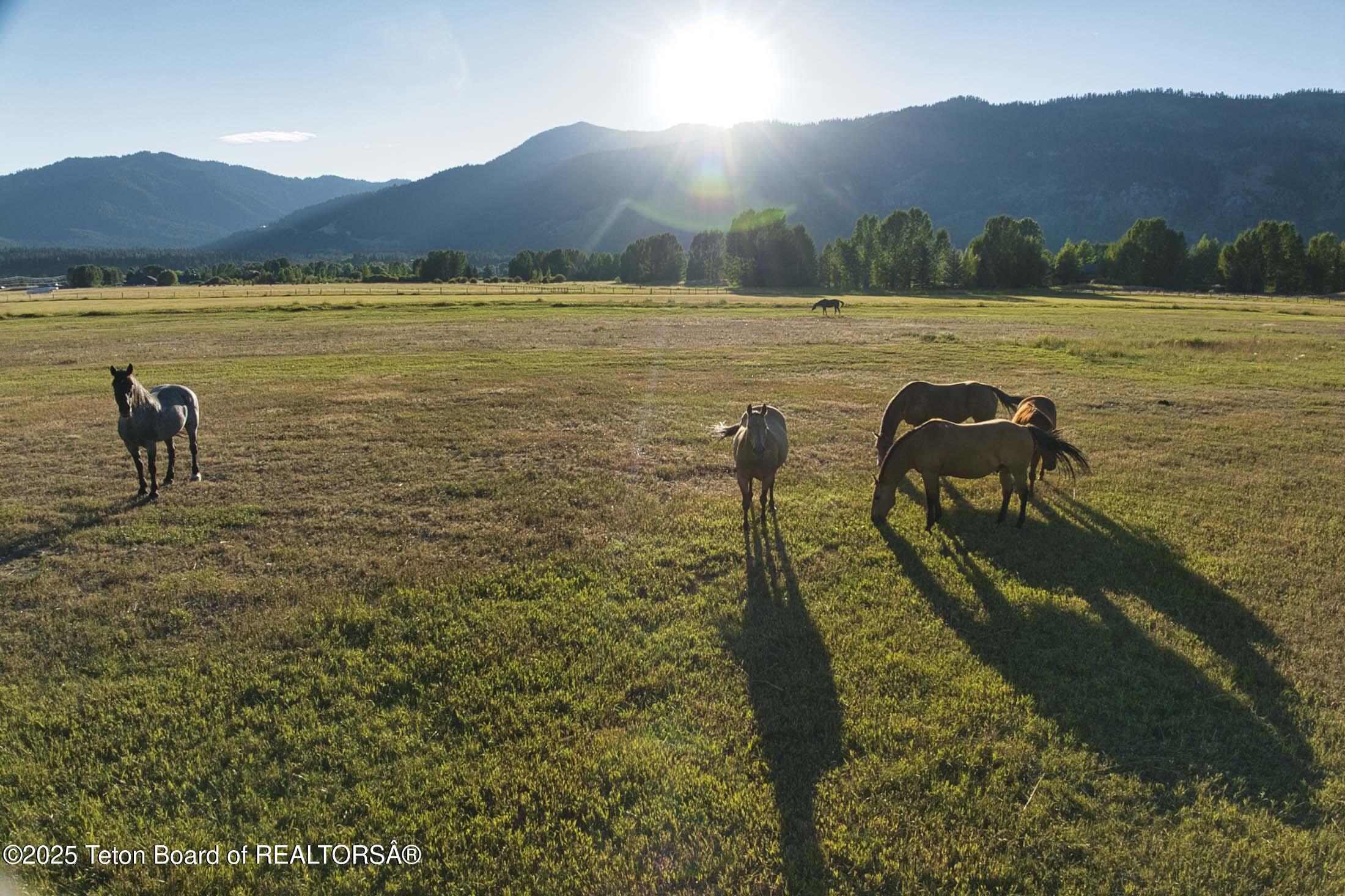 4585 West W Highway Wilson, WY 83014 - Photo 16 of 28 scotts22west-jackson-hole-property-504
