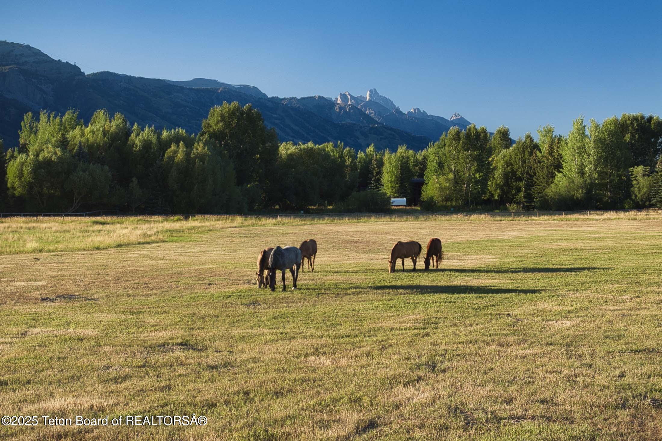 4585 West W Highway Wilson, WY 83014 - Photo 4 of 28 scotts22west-jackson-hole-property-416