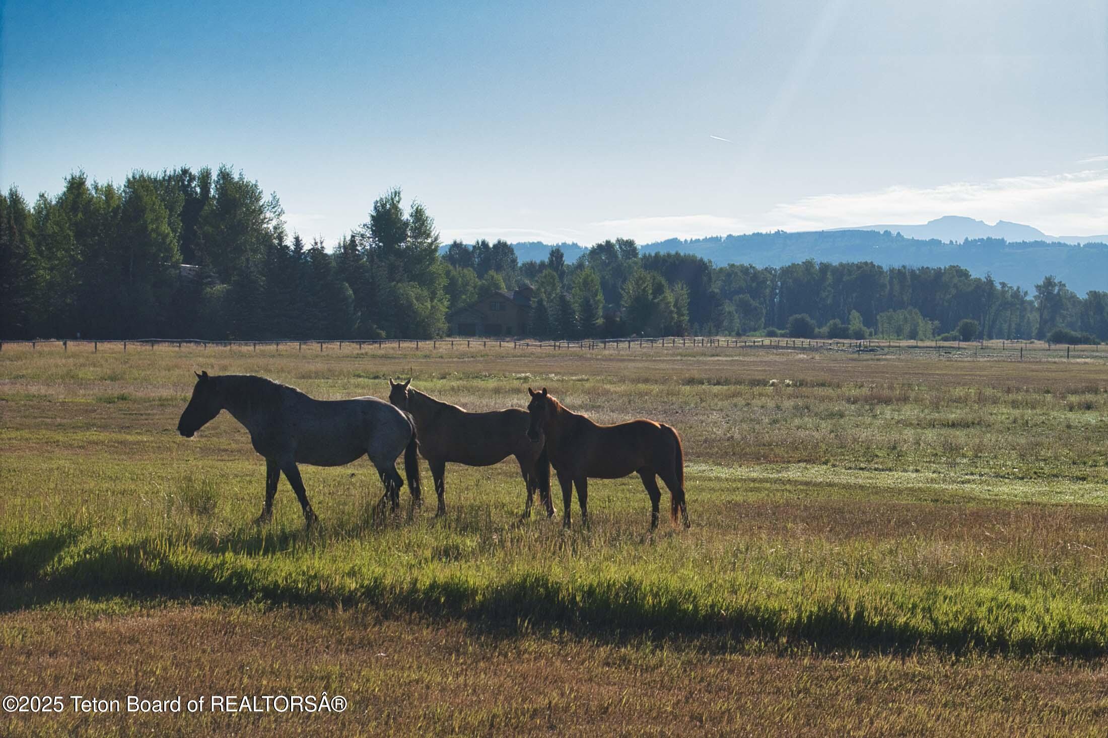 4585 West W Highway Wilson, WY 83014 - Photo 7 of 28 scotts22west-jackson-hole-property-317