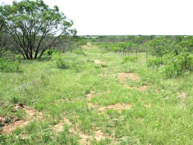 a view of a big yard with plants and large trees