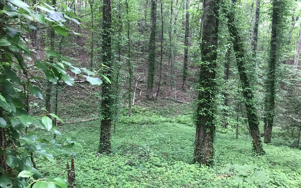 4-ac Old Flat Branch Road Ellijay, GA 30540 - Photo 1 of 1 Main View
