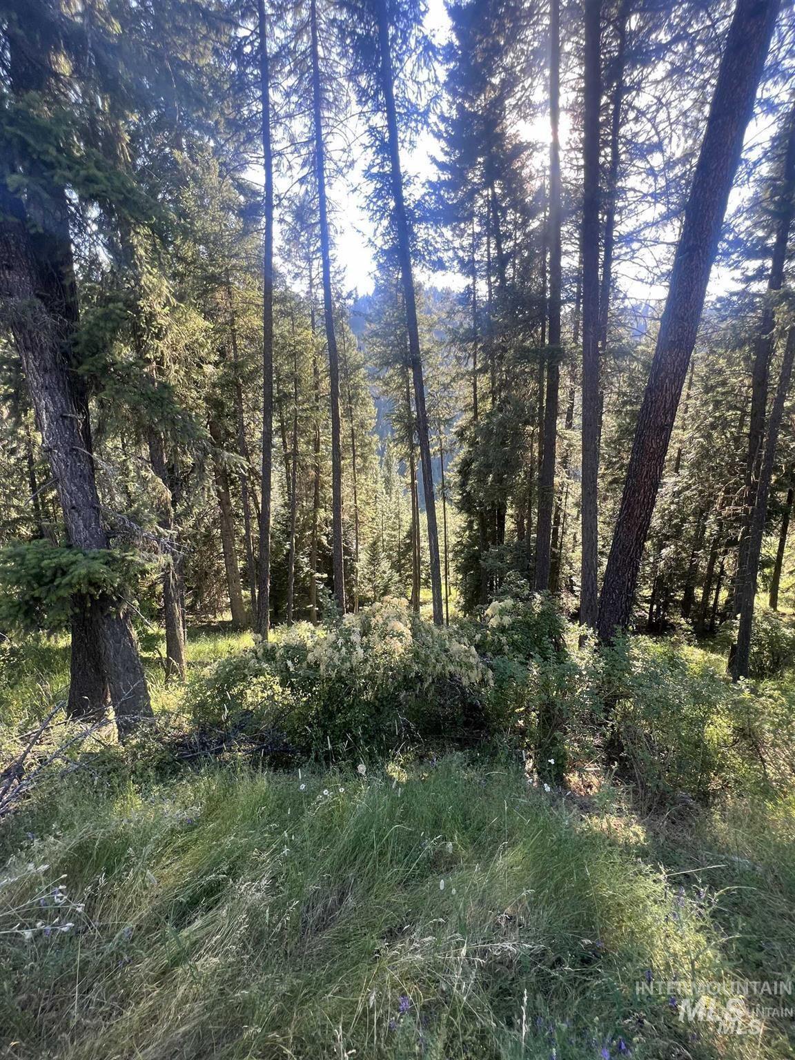 Nka Clearcreek Road Kooskia, ID 83539 - Photo 24 of 25 View of woods