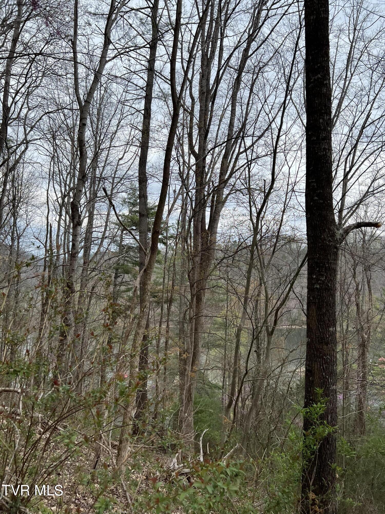 Lot 14 Cable Hollow Road, Unit 14C Butler, TN 37640 - Photo 30 of 35 IMG_7752