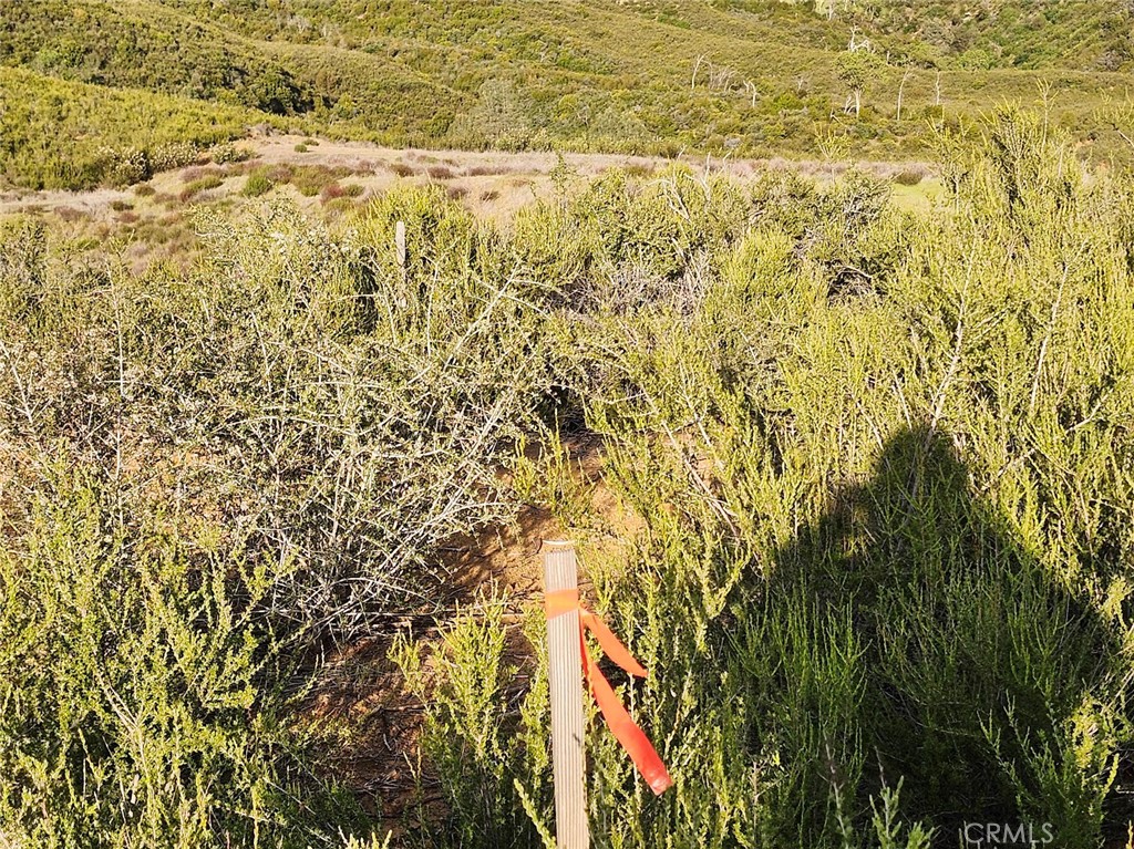 10480 Sky High Ridge Road Lower Lake, CA 95457 - Photo 4 of 12 a view of a yard with a tree