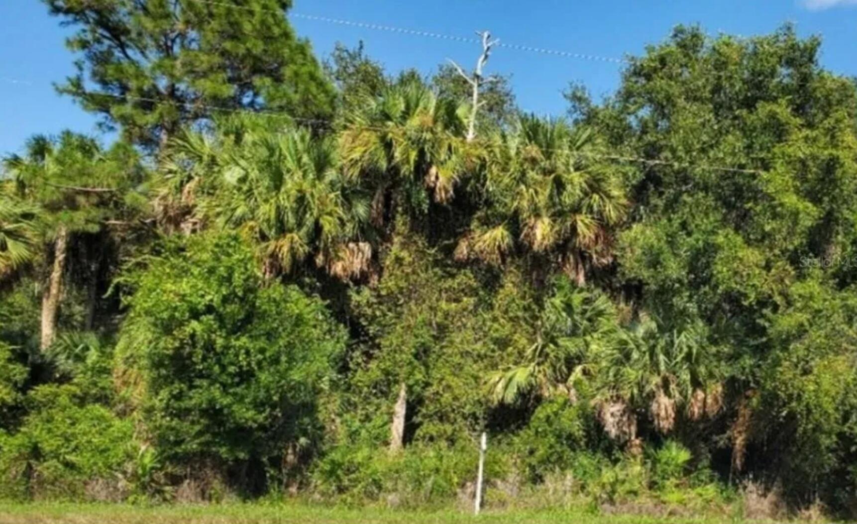 3804 Highway 98 Okeechobee, FL 34972 - Photo 2 of 6 a view of a lush green forest with large trees